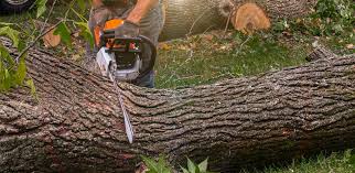 How Our Tree Care Process Works  in Norway, MI